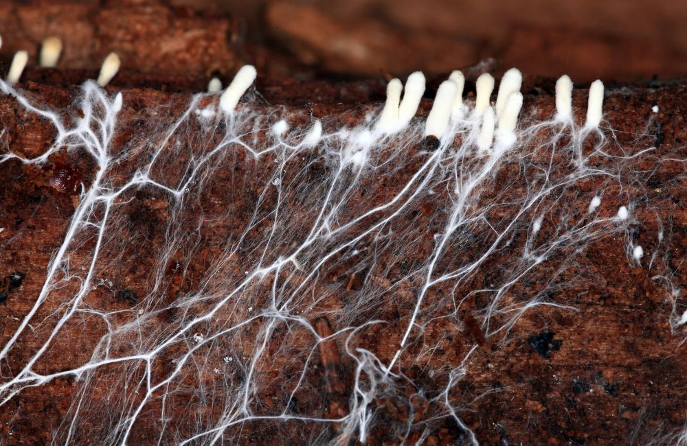 Mycelium