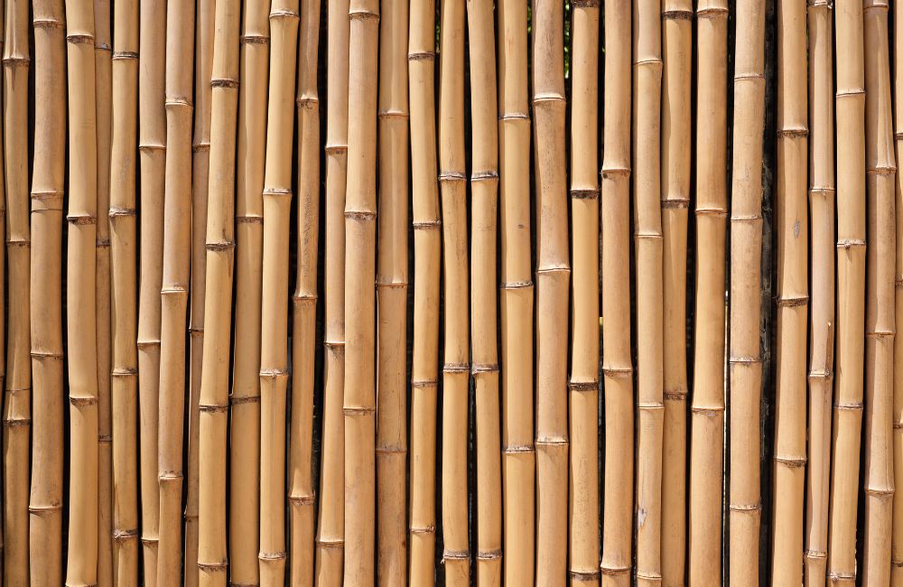 Bamboo